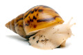 Achatina achatina achatina Ghana albino body juvenil